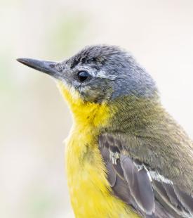 Ein Vogel mit einem gelben Hals und Bauch.