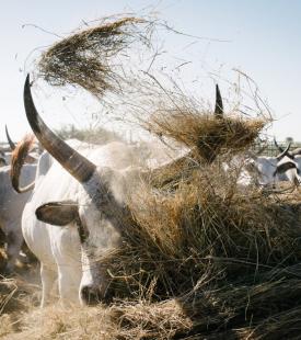 A cow throws hay up with its horn.