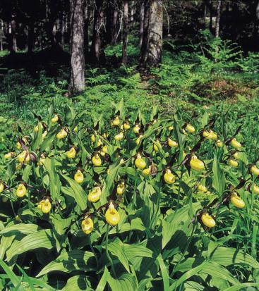 Blumen mit gelben Blüten am Boden eines Waldes