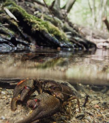 A crayfish under the water