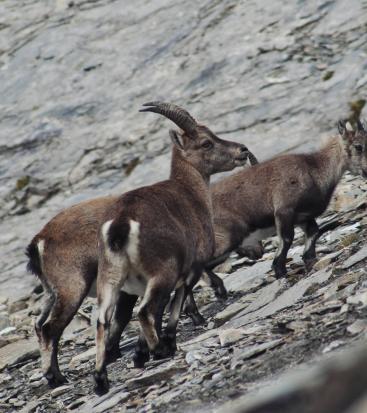 Ibexes go up a path with stones