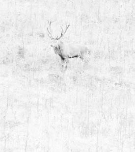 red deer in the snow